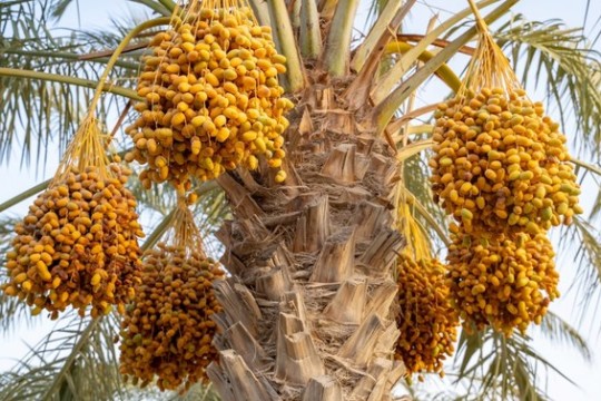Saudi Arabia’s date sector sees 13.7% export growth in Q1, 2024