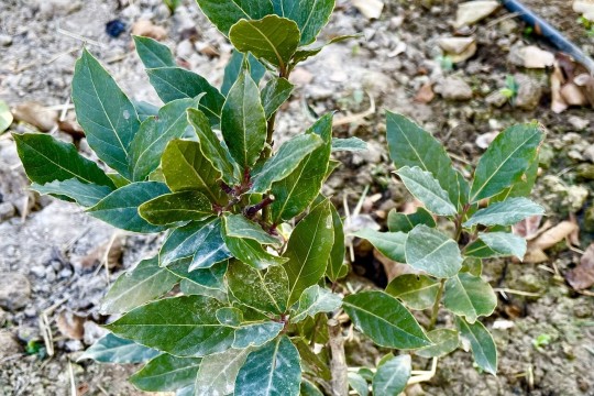 Medicinal plants cultivated in over 1,200 ha of lands in Qazvin province