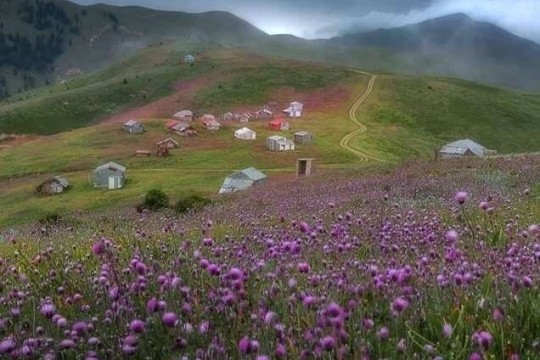 Iran to cultivate medical herbs in 300,000 hectares of lands