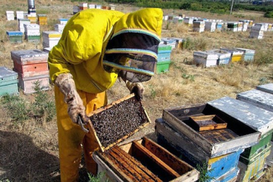 Over 9,000 persons working in Kordestan province’s apiaries-