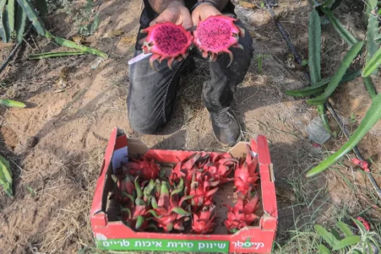 Growing Gaza's anti-cancer fruits