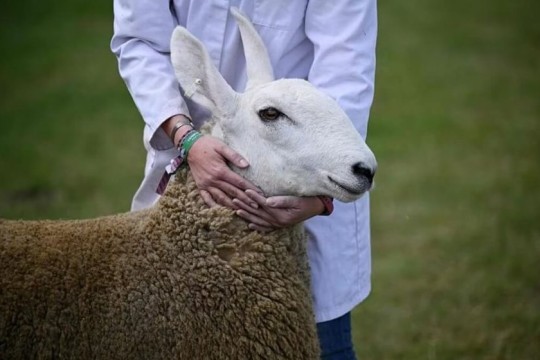 Iraq announces elimination of bluetongue disease