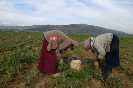 4911 women's projects created to stimulate the Tunisian economy