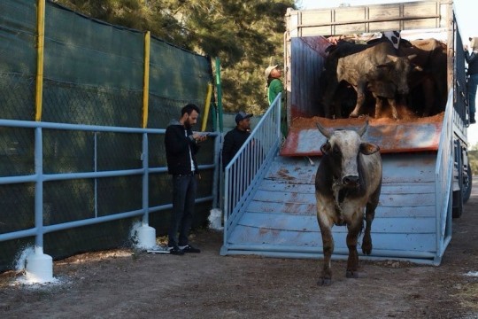 Morocco detects 27,500 bovine tuberculosis cases in five years, minister says