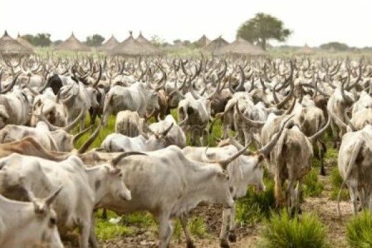 Thousands of livestock succumbing to ‘unknown disease’ in Ayod County