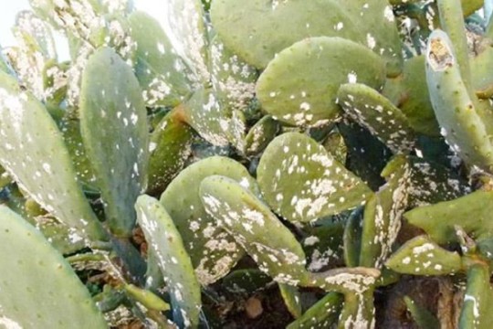 Cochineal insect threatens prickly pear crops in Tunisia