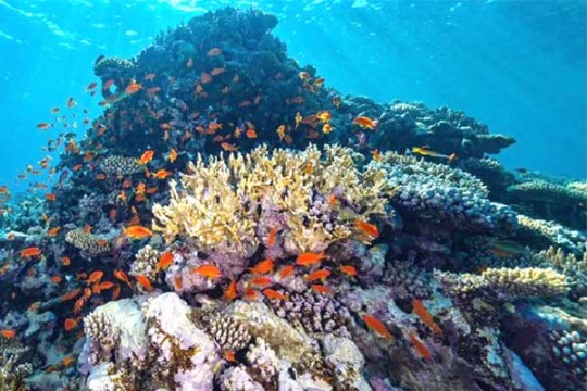 KAUST, NEOM launch world's largest coral restoration project