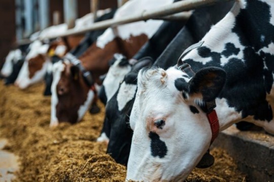 Economy ministry reports sharp drop in feed prices amid improved market supply