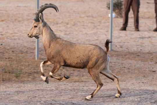 KSA launches Reserve Integrated Development Management Plan