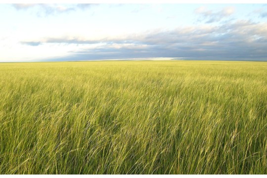 The Government of Mongolia and The Nature Conservancy Secure ‘Eternal Mongolia’, a Pathway to Achieve the Nation’s Climate and Biodiversity Goals