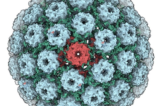 Orthogon Therapeutics Closes Oversubscribed $5.2M Financing to Advance First Oral Therapy for BK Polyomavirus