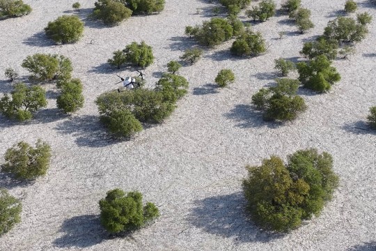 Nabat, New Abu Dhabi Climate Tech Venture, to use AI and Robotics to Restore Mangroves and Boost Climate Resilience