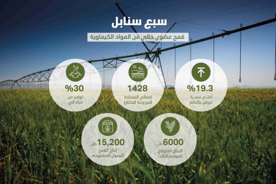 الشارقة تحقّق إنجازاً غير مسبوق في جودة القمح بتقنيات زراعية مبتكرة