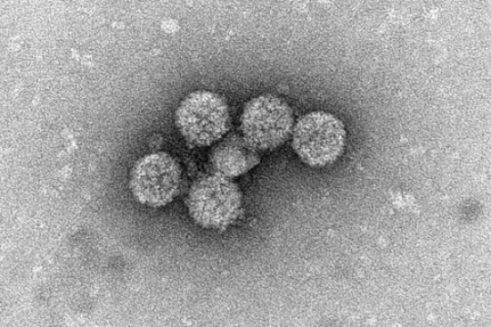 Orthogon Therapeutics Raises an Additional $11M Financing for Its BK Virus Antiviral Drug Program