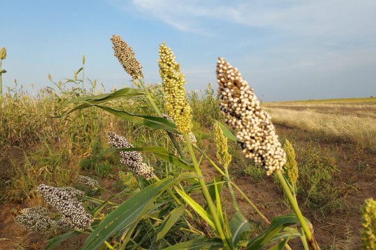 Healthcare good but food scarcity reported in South Kordofan capital