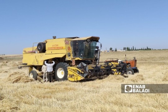 After the bonus decree… Ministry of Economy announces wheat purchasing price-Syria